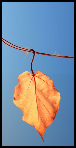 Plakat 50x100cm Ostatni Liść zdjęcie 2