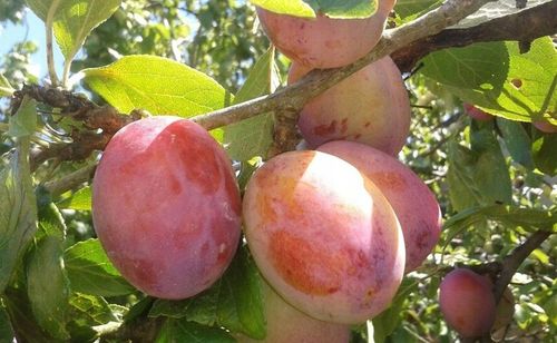 Śliwa KRÓLOWA WIKTORIA - doskonała DUŻA SŁODKA samopylna SOCZYSTA na Arena.pl