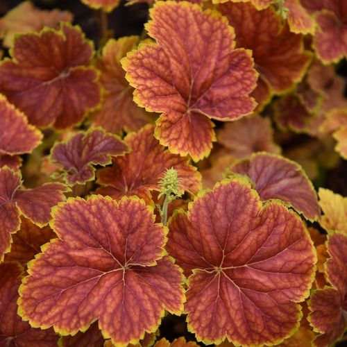 Żurawka DELTA DAWN Pomarańczowo-żółta Do cienia Sadzonki w doniczkach C2 na Arena.pl