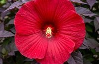 HIBISKUS Ketmia bagienny czerwony bordowy liść