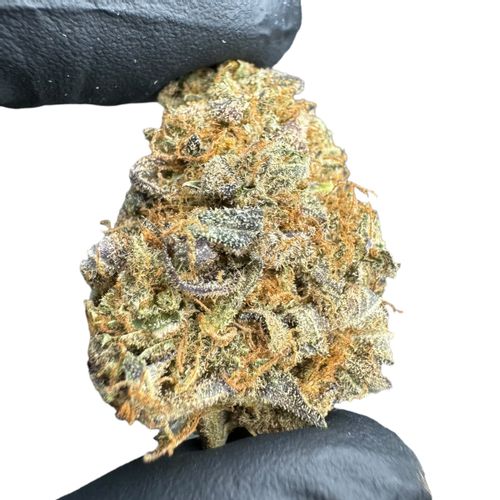 Jack Herer Susz Konopny CBD <20% 5g na Arena.pl