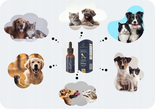 Olejek Konopny CBD 5% | Dla Psa 500mg 11ml | Weterynaryjny | Bez THC na Arena.pl