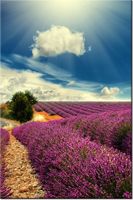 100 70CM OBRAZ PŁÓTNO LAWENDOWY KRAJOBRAZ PŁÓTNO RAMA