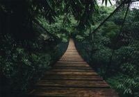 FOTOTAPETA widok most droga przez las 3D 300x210