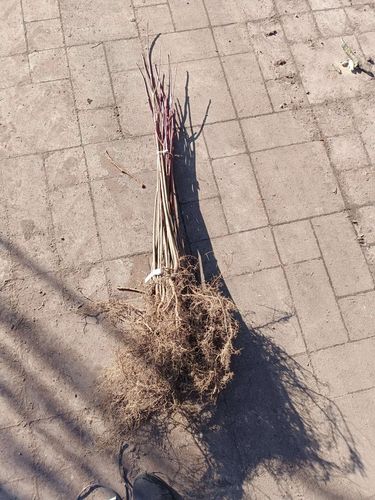 KLON czerwony - sadzonki 50 / 80 cm na Arena.pl