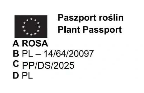 RÓŻA na pniu odporna na mróz czerwono pomarańczowa - sadzonki 80 / 100 cm na Arena.pl