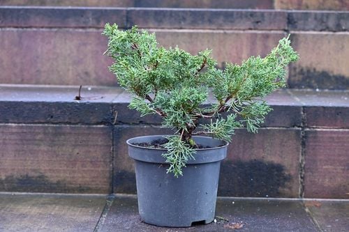 Jałowiec chiński Shimpaku - Juniperus chinensis 0059 na Arena.pl