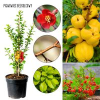 Pigwowiec Bezkolcowy witaminowe owoce KRZEW 30-50 cm