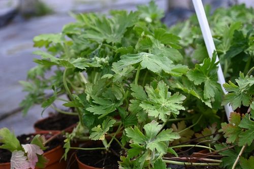 Bodziszek korzeniasty Czakor - Geranium macrorrhizum na Arena.pl