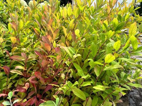 Itea wirginijska 'Henry's Garnet' Doniczka 2.0L (Itea virginica) na Arena.pl