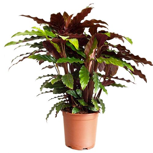 Kalatea Calathea  RUFIBARBA   60cm na Arena.pl