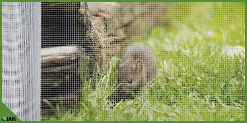 Siatka przeciw Gryzoniom 6x6x0,65 ocynk Hodowlana Na Woliery Zgrzewana 25m2 na Arena.pl