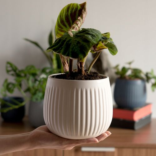 KADAX Doniczka Ceramiczna Osłonka 14cm Biała na Arena.pl