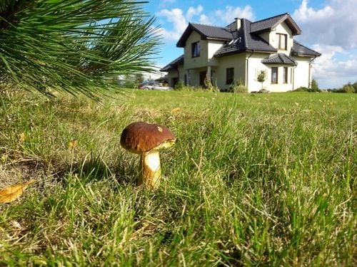 BOROWIK BRZOZOWY grzybnia grzyby leśne Mycelium na Arena.pl