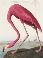 Plakat 60x80cm Różowy Flaming,  John James Audubon do Salonu