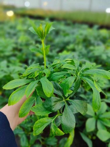 CIEMIERNIK HELLEBORUS DOUBLE ELLEN PICOTEE sadzonka 2 letnia doniczka na Arena.pl