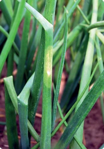 AMISTAR środek grzybobójczy szara pleśń mączniak rdza alternarioza 50ml na Arena.pl