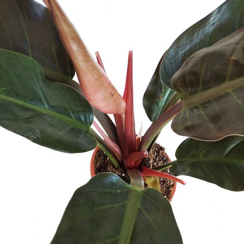 FILODENDRON IMPERIAL RED 55cm na Arena.pl