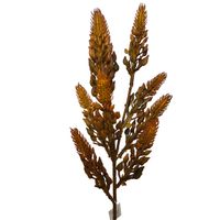 Dodatek gumowany brązowy