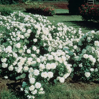 RÓŻA okrywowa biała - sadzonki 20 / 30 cm