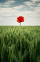 Plakat 56,6x86,4cm Samotny Mak na Polu
