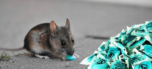 NAJMOCNIEJSZA TRUCIZNA NA DUŻE GRYZONIE STRONG na Arena.pl