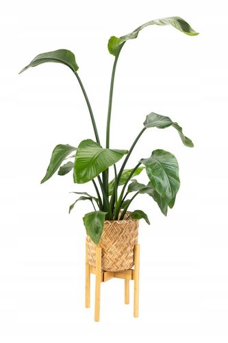 Kwietnik stojący REGULOWANY 25-36 drewniany stojak na kwiaty rośliny NEST na Arena.pl