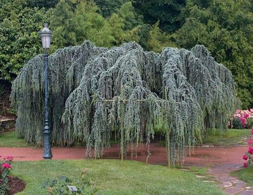 Cedr libański Glauca Pendula sadzonki P9 na Arena.pl