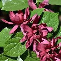 KIELICHOWIEC WONNY - sadzonki 10 / 15 cm