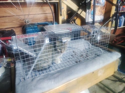 ŻYWOŁAPKA, PUŁAPKA, NA SZCZURY, KUNY, NORKI, TCHÓRZE, KOTY, ŁAPKA na Arena.pl