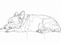 Plakat 35x25cm Śpiący Psiak