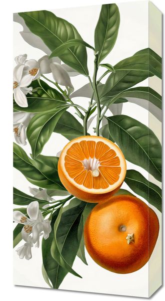 Obraz 30x60cm Dojrzałość Pomarańczy zdjęcie 1