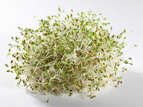 Kiełki Lucerna Alfalfa 20g na Arena.pl