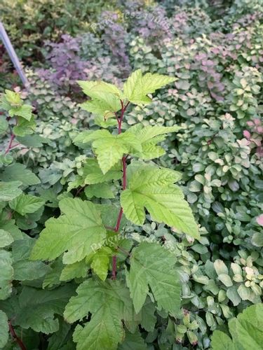 Pęcherznica kalinolistna Luteus żywopłot szpaler na Arena.pl