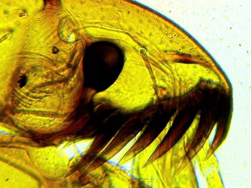 Mikroskop dla dziecka Delta Optical Biolight 300 na Arena.pl