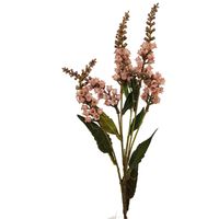 Konwalia jesienna różowa