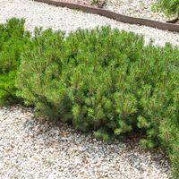 Sosna górska kosodrzewina PUMILIO Na skarpy Skalniak Sadzonki doniczka C3