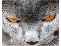 40X50CM KOCUR JENNY DOWNING OBRAZ