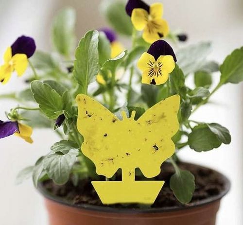 60x ŻÓŁTY LEP DO DONICZEK MOTYL na ziemiórki mszyce muszki owocówki na Arena.pl