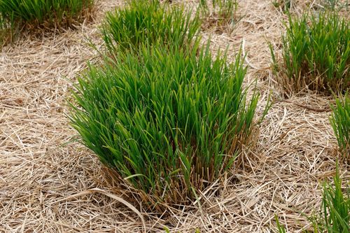 Miskant chiński 'Roter Pfeil' Ciemnoczerwony (Miscanthus sinnesis) 2.0L na Arena.pl