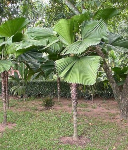 POTARGANA PALMA WACHLARZOWA Pritchardia grandis - NASIONA 70 sztuk - 10g. na Arena.pl