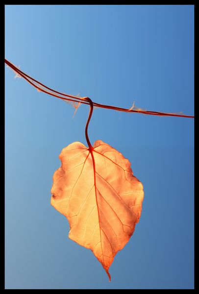 Plakat 40x60cm Ostatni Liść zdjęcie 2