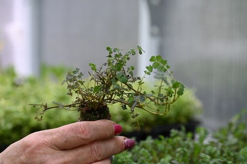 Acena bezbronna Kupferteppich - Acaena inermis na Arena.pl