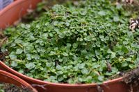 Mięta korsykańska - Mentha requienii