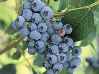 Borówka amerykańska wysoka ELIZABETH Sadzonki 3-letnie w doniczkach 2L