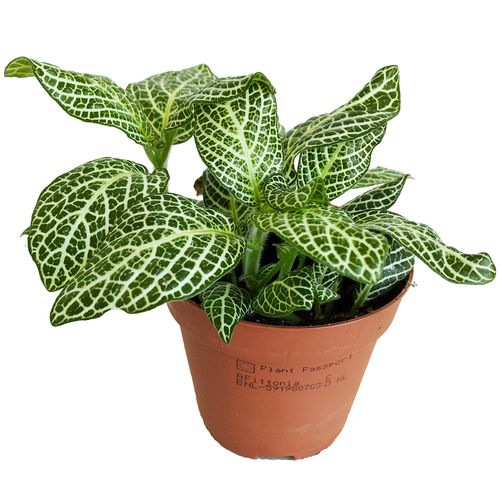 FITTONIA SNOW ANGEL 12cm na Arena.pl