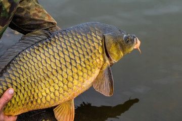 osmo pro method feeder dark pellet 2mm 1kg zanęta zdjęcie 12