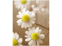 40X50CM RUMIANEK POSPOLITY OBRAZ