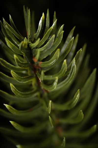 Choinka Jodła Szlachetna 220m zdjęcie 10