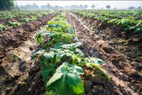 LINIA KROPLUJĄCA NAWODNIENIE KROPELKOWE 90 el Wąż Kropelkujący Mocny